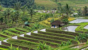 Sistem Perairan Subak Dengan Kearifan Lokal Opsi Tata Kelola Air di WWF Bali