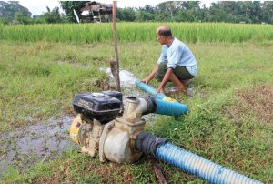 Program Pompanisasi Sawah Mampu Tingkatkan Produksi Beras